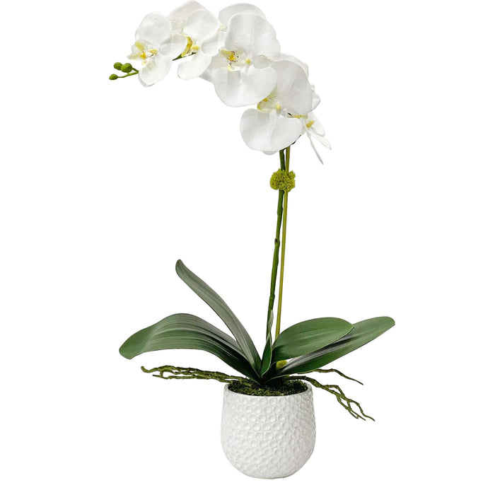 CAMI ORCHID DECOR